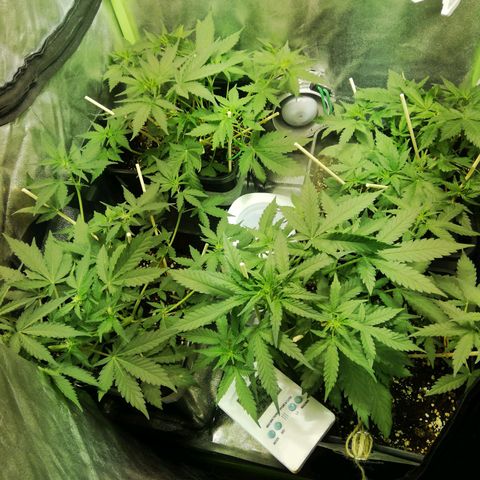 Gelato Auto #1 growlog timeline photo