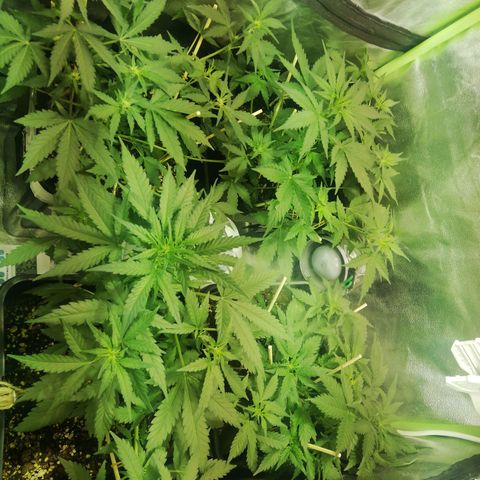 Gelato Auto #1 growlog timeline photo