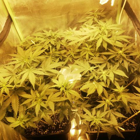 Gelato Auto #1 growlog timeline photo