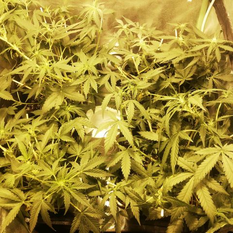 Gelato Auto #1 growlog timeline photo