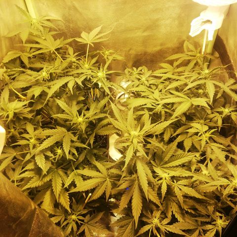 Gelato Auto #1 growlog timeline photo