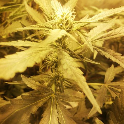 Gelato Auto #1 growlog timeline photo