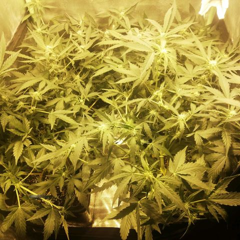 Gelato Auto #1 growlog timeline photo