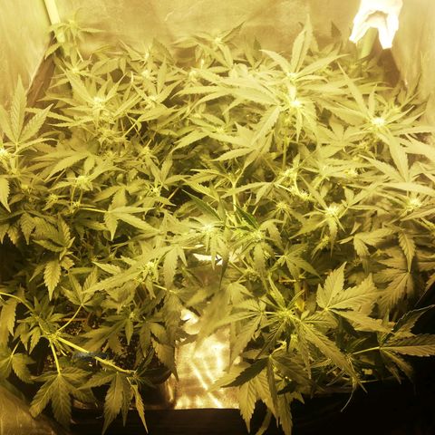 Gelato Auto #1 growlog timeline photo