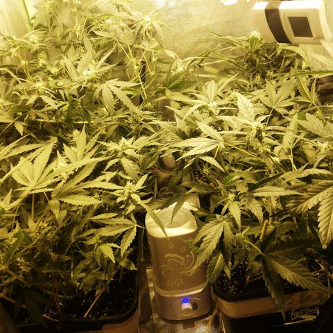 Gelato Auto #1 growlog timeline photo