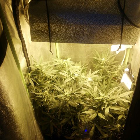 Gelato Auto #1 growlog timeline photo