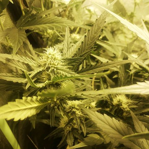 Gelato Auto #1 growlog timeline photo