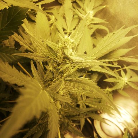 Gelato Auto #1 growlog timeline photo