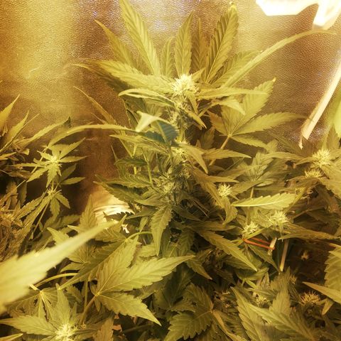 Gelato Auto #1 growlog timeline photo