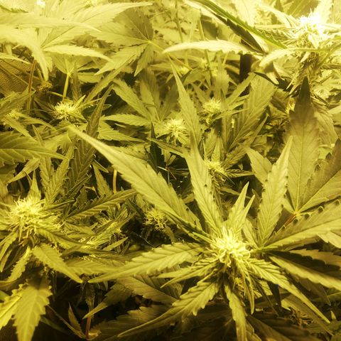 Gelato Auto #1 growlog timeline photo