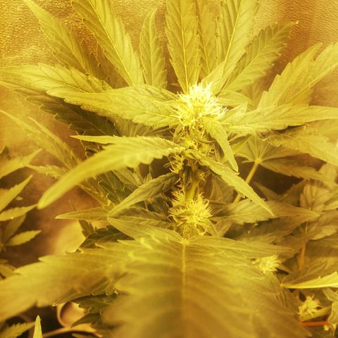 Gelato Auto #1 growlog timeline photo