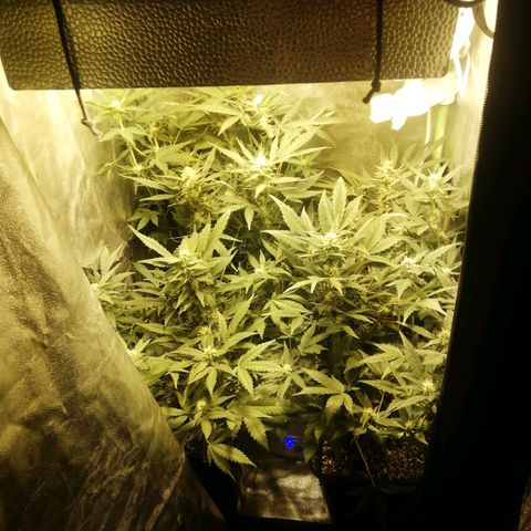 Gelato Auto #1 growlog timeline photo