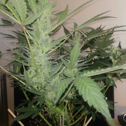 Gelato Auto #1 growlog timeline photo