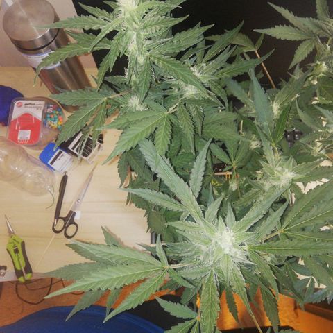 Gelato Auto #1 growlog timeline photo