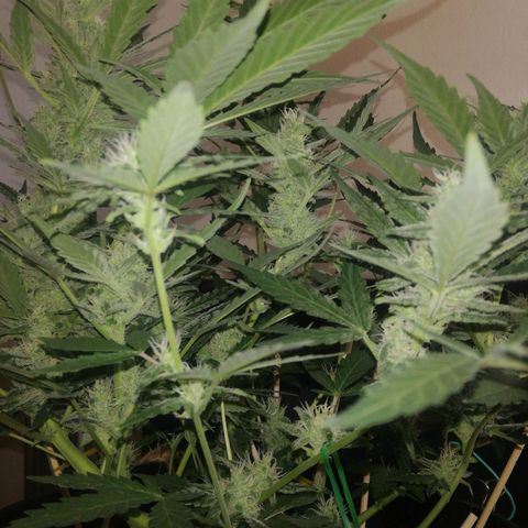 Gelato Auto #1 growlog timeline photo