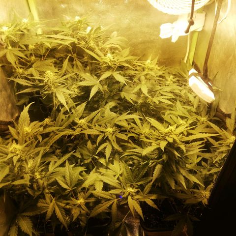 Gelato Auto #1 growlog timeline photo
