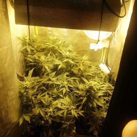 Gelato Auto #1 growlog timeline photo