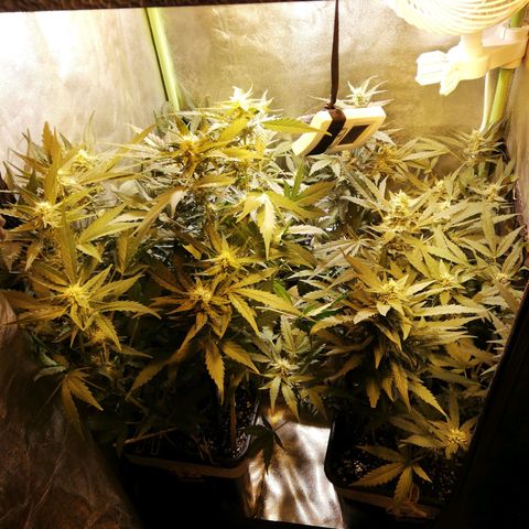 Gelato Auto #1 growlog timeline photo