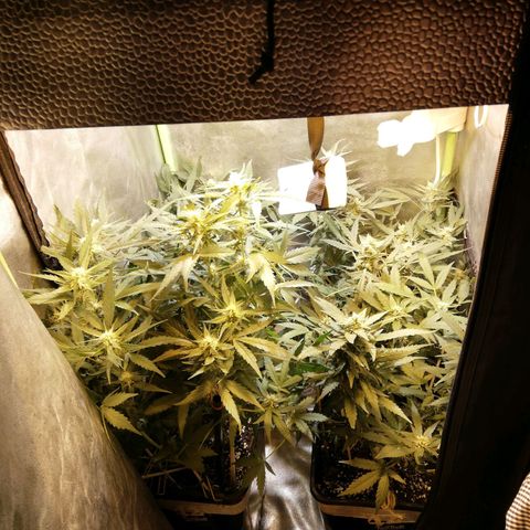 Gelato Auto #1 growlog timeline photo