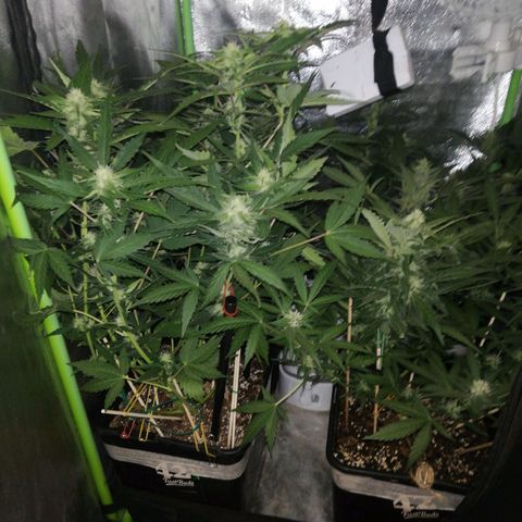 Gelato Auto #1 growlog timeline photo