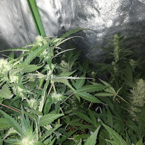 Gelato Auto #1 growlog timeline photo