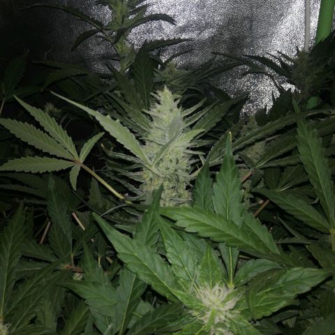 Gelato Auto #1 growlog timeline photo