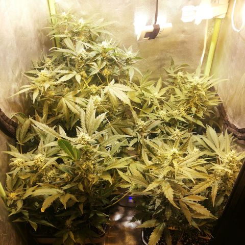 Gelato Auto #1 growlog timeline photo