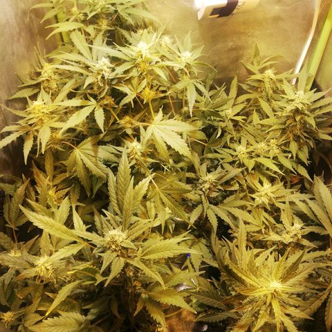 Gelato Auto #1 growlog timeline photo