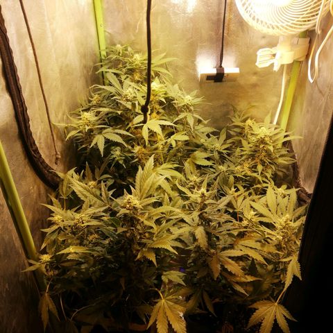 Gelato Auto #1 growlog timeline photo