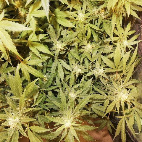 Gelato Auto #1 growlog timeline photo