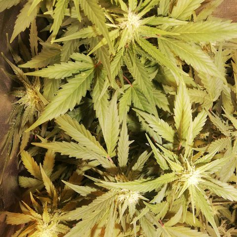 Gelato Auto #1 growlog timeline photo