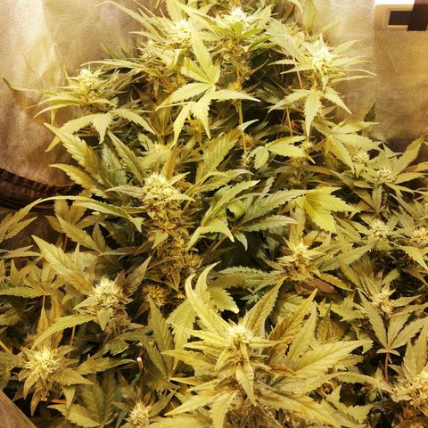 Gelato Auto #1 growlog timeline photo