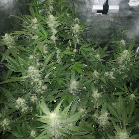 Gelato Auto #1 growlog timeline photo
