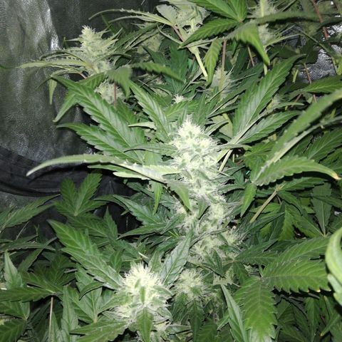 Gelato Auto #1 growlog timeline photo