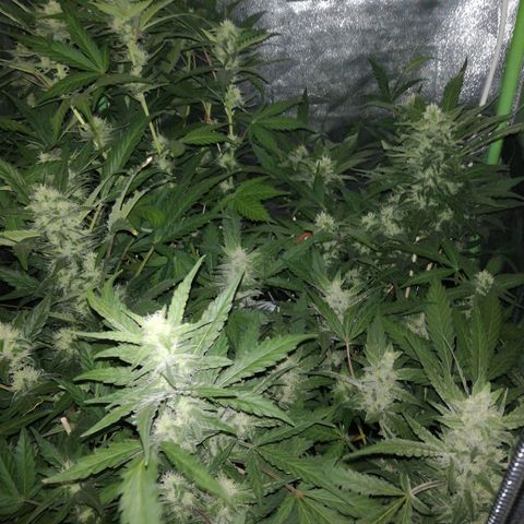 Gelato Auto #1 growlog timeline photo