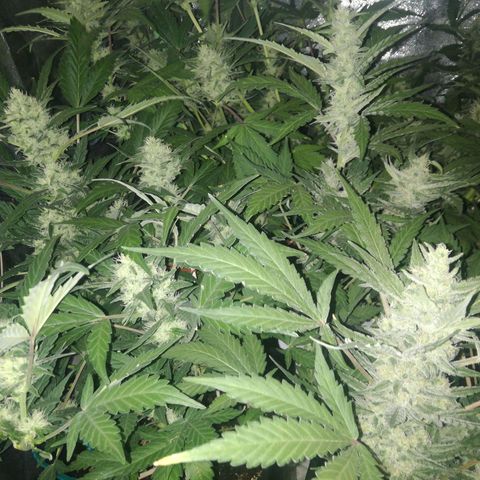 Gelato Auto #1 growlog timeline photo