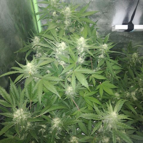Gelato Auto #1 growlog timeline photo