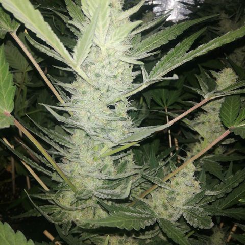 Gelato Auto #1 growlog timeline photo