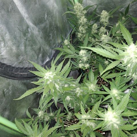 Gelato Auto #1 growlog timeline photo