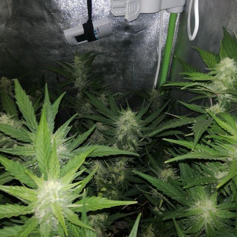 Gelato Auto #1 growlog timeline photo