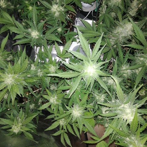 Gelato Auto #1 growlog timeline photo