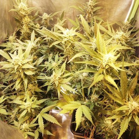 Gelato Auto #1 growlog timeline photo