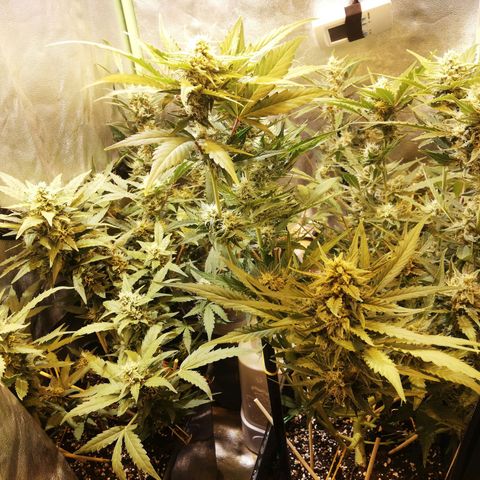 Gelato Auto #1 growlog timeline photo