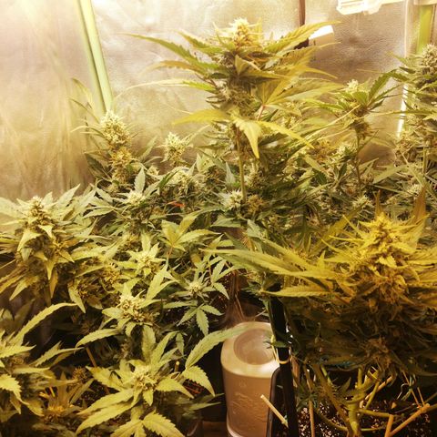 Gelato Auto #1 growlog timeline photo