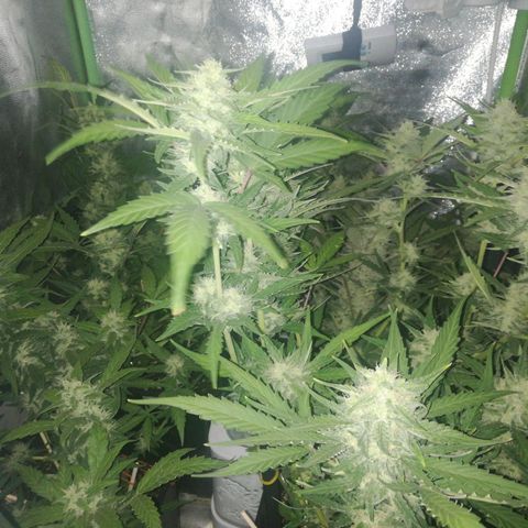 Gelato Auto #1 growlog timeline photo