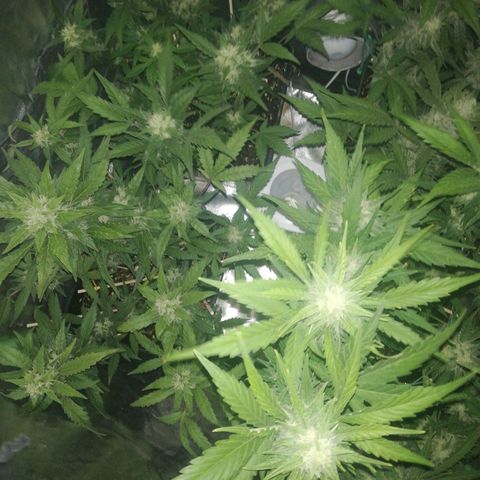 Gelato Auto #1 growlog timeline photo