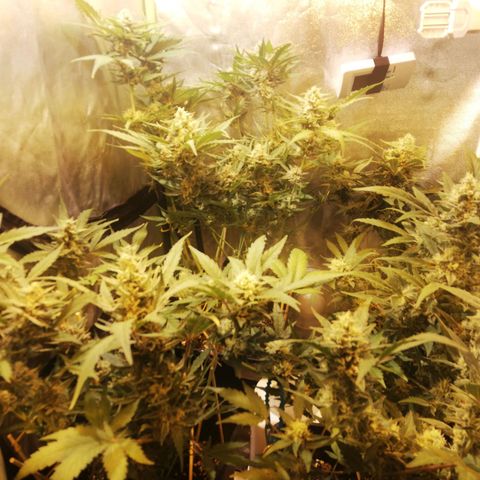 Gelato Auto #1 growlog timeline photo