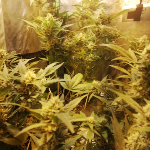 Gelato Auto #1 growlog timeline photo
