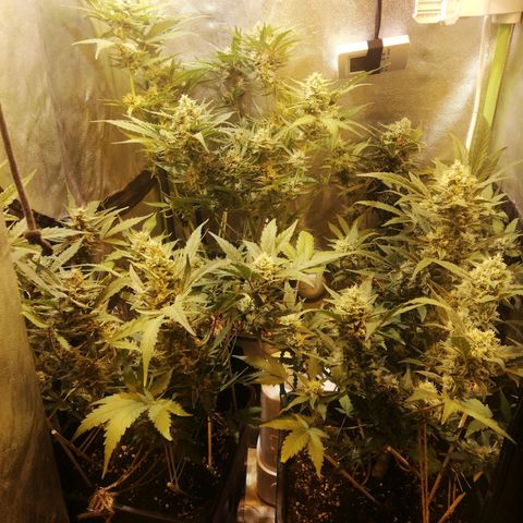 Gelato Auto #1 growlog timeline photo