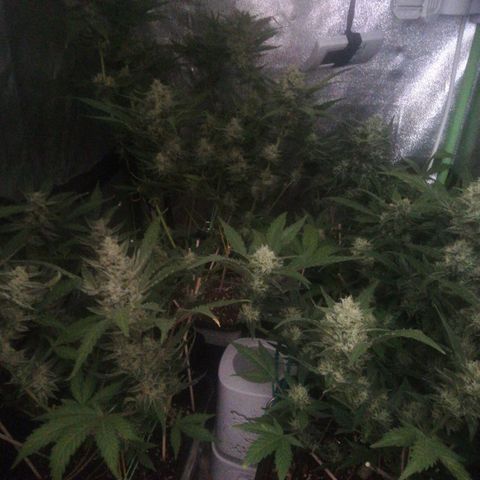 Gelato Auto #1 growlog timeline photo